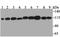Ring Finger Protein 40 antibody, A06979-1, Boster Biological Technology, Western Blot image 