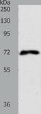 Frizzled Class Receptor 1 antibody, TA322847, Origene, Western Blot image 