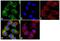 Frizzled Class Receptor 4 antibody, 720062, Invitrogen Antibodies, Immunofluorescence image 