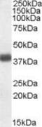 Apolipoprotein L2 antibody, PA5-19016, Invitrogen Antibodies, Western Blot image 