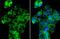 NADH dehydrogenase [ubiquinone] 1 alpha subcomplex subunit 9, mitochondrial antibody, GTX132978, GeneTex, Immunocytochemistry image 