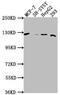 WWC Family Member 3 antibody, CSB-PA890929NA01HU, Cusabio, Western Blot image 