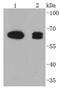 Prostaglandin-Endoperoxide Synthase 1 antibody, A00811-1, Boster Biological Technology, Western Blot image 