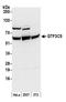 General Transcription Factor IIIC Subunit 5 antibody, A301-242A, Bethyl Labs, Western Blot image 