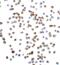 Vinculin antibody, 7807, ProSci, Immunocytochemistry image 