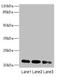 Mitochondrial Ribosomal Protein L11 antibody, LS-C398129, Lifespan Biosciences, Western Blot image 