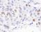 Karyopherin Subunit Alpha 2 antibody, NB100-79807, Novus Biologicals, Immunohistochemistry paraffin image 