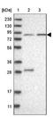 Radial Spoke Head Component 4A antibody, NBP1-90572, Novus Biologicals, Western Blot image 