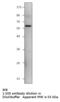 Sestrin 3 antibody, MBS540639, MyBioSource, Western Blot image 