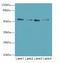 Endoplasmic Reticulum Oxidoreductase 1 Beta antibody, A65938-100, Epigentek, Western Blot image 