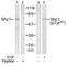 SHC Adaptor Protein 1 antibody, LS-C203000, Lifespan Biosciences, Western Blot image 