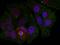 MEF2A antibody, GTX50115, GeneTex, Immunocytochemistry image 