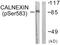 Calnexin antibody, PA5-38264, Invitrogen Antibodies, Western Blot image 