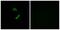 Olfactory Receptor Family 10 Subfamily G Member 9 antibody, PA5-38160, Invitrogen Antibodies, Immunofluorescence image 