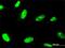Zinc Finger Protein 81 antibody, H00347344-M07, Novus Biologicals, Immunofluorescence image 