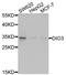 Iodothyronine Deiodinase 3 antibody, abx006401, Abbexa, Western Blot image 