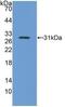 ITGB5 antibody, MBS2028764, MyBioSource, Western Blot image 