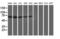 Dystrobrevin beta antibody, LS-C173788, Lifespan Biosciences, Western Blot image 