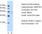 FAH antibody, TA346161, Origene, Western Blot image 