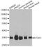 Atonal BHLH Transcription Factor 1 antibody, A6530, ABclonal Technology, Western Blot image 