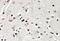 SRY-Box 3 antibody, GTX88078, GeneTex, Immunohistochemistry paraffin image 