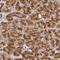 VDP p115 antibody, NBP2-38401, Novus Biologicals, Immunohistochemistry paraffin image 