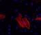 Actin Alpha 2, Smooth Muscle antibody, 14-9760-80, Invitrogen Antibodies, Immunocytochemistry image 