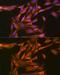 Thioredoxin antibody, GTX64390, GeneTex, Immunofluorescence image 