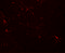 Transmembrane Protein 204 antibody, 6415, ProSci Inc, Immunofluorescence image 