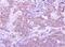 GTPase, IMAP Family Member 5 antibody, NBP1-31165, Novus Biologicals, Immunohistochemistry paraffin image 