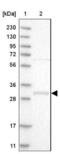 WBSCR27 antibody, NBP1-86008, Novus Biologicals, Western Blot image 