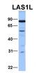 LAS1 Like, Ribosome Biogenesis Factor antibody, orb324567, Biorbyt, Western Blot image 