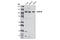 Discoidin, CUB And LCCL Domain Containing 2 antibody, 4804S, Cell Signaling Technology, Western Blot image 