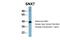 Sorting Nexin 7 antibody, NBP1-58862, Novus Biologicals, Western Blot image 