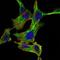 Component Of Inhibitor Of Nuclear Factor Kappa B Kinase Complex antibody, GTX82770, GeneTex, Immunofluorescence image 