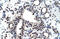 Zinc Finger And BTB Domain Containing 45 antibody, 27-268, ProSci, Immunohistochemistry frozen image 