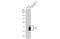 Cellular Communication Network Factor 2 antibody, GTX124233, GeneTex, Western Blot image 