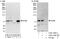 Lysine-specific demethylase NO66 antibody, A303-199A, Bethyl Labs, Western Blot image 