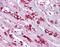 Potassium Voltage-Gated Channel Subfamily A Member 10 antibody, PA5-41031, Invitrogen Antibodies, Immunohistochemistry frozen image 