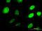 Homeobox D3 antibody, LS-C197449, Lifespan Biosciences, Immunofluorescence image 