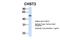 Carbohydrate Sulfotransferase 2 antibody, PA5-69408, Invitrogen Antibodies, Western Blot image 