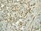 Melanoma Cell Adhesion Molecule antibody, ab75769, Abcam, Immunohistochemistry paraffin image 
