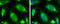 TANK Binding Kinase 1 antibody, GTX108338, GeneTex, Immunocytochemistry image 