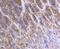 Fibroblast Growth Factor 21 antibody, NBP2-66841, Novus Biologicals, Immunohistochemistry paraffin image 