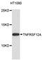 TNF Receptor Superfamily Member 12A antibody, A13093, ABclonal Technology, Western Blot image 