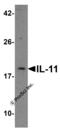 Interleukin 11 antibody, 8453, ProSci Inc, Western Blot image 