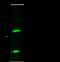 Fibroblast Growth Factor 10 antibody, 10573-T32, Sino Biological, Western Blot image 