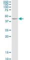 Alcohol Dehydrogenase Iron Containing 1 antibody, H00137872-D01P, Novus Biologicals, Western Blot image 