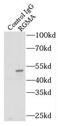 Repulsive Guidance Molecule BMP Co-Receptor A antibody, FNab07261, FineTest, Immunoprecipitation image 