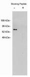 Netrin 1 antibody, orb109025, Biorbyt, Western Blot image 